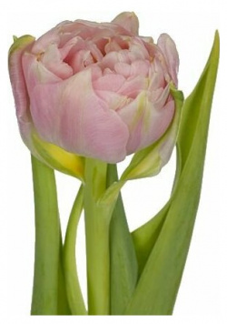 Луковицы тюльпана Pescara (10шт ) POROLOV Цветочная История 