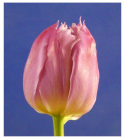 Луковицы тюльпана Favorite Price (7шт ) POROLOV Цветочная История 