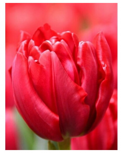 Луковицы тюльпана Presto (7шт ) POROLOV Цветочная История 
