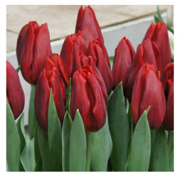 Тюльпан триумф Стронг Лав (Tulip тriumph Strong Love) в уп 5 шт POROLOV Цветочная История 