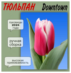 Луковицы тюльпана  сорт "Downtown" 7 шт Нет бренда