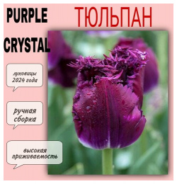 Луковицы тюльпана  сорт "Purple Crystal" 7 шт Нет бренда