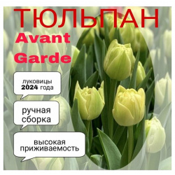 Луковицы тюльпана  сорт "Avant Garde" 3 шт Нет бренда