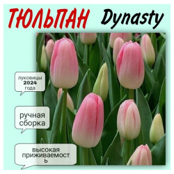 Луковицы тюльпана  сорт "Dynasty" 7 шт Нет бренда