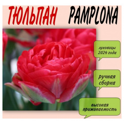 Луковицы тюльпана  сорт "Pamplona" 10 шт Нет бренда