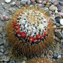 Семена кактус Маммилярия Снежная (Mammillaria nivosa) 5 шт  Колокольчик