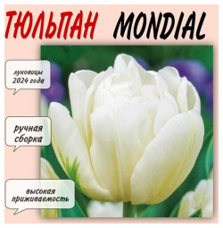 Луковицы тюльпана  сорт "Mondial" 5 шт Нет бренда Представляем вам
