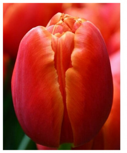 Луковицы тюльпана Icoon (5шт ) POROLOV Цветочная История 