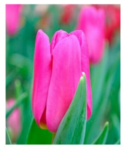 Луковицы тюльпана Pink Marlene (5шт ) POROLOV Цветочная История 