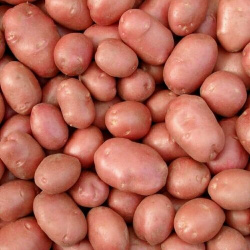 Семенной картофель Беллароза 2 кг Элитный Высокоурожайный засухоустойчивый