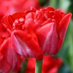 Луковицы тюльпана Pamplona (3шт ) POROLOV Цветочная История 