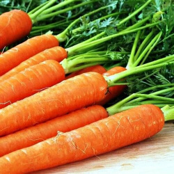 Морковь Рогнеда Н11 (семена)  Гавриш
