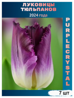 Луковицы тюльпана Purple crystal (7 шт) нет бренда В упаковке “материнская