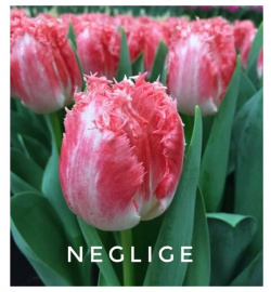 Тюльпаны пионовидные  луковицы сорт NEGLIGE бело розовые (4 штуки) Нет бренда