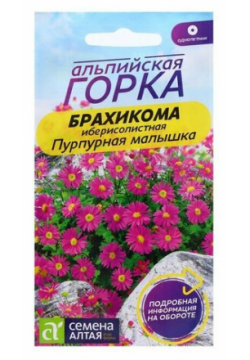 Семена Брахикома "Пурпурная малышка"  0 05 гр (комплект из 45 шт) Алтая