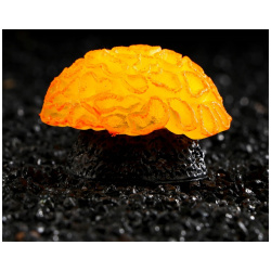 Декор для аквариума коралл faviidae  5 х 2 см силиконовый оранжевый No brand 01059191