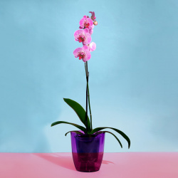 Горшок для орхидей  2 л 14 8 × 16 см круглый пластик прозрачно фиолетовый No brand 012449196
