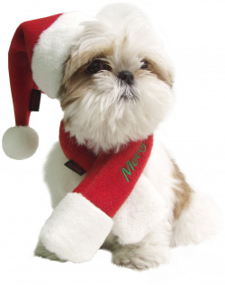 PUPPIA Колпак для собак новогодний "Santa"  красный S (Южная Корея) PDDF SH23 RD