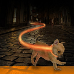 DUVO+ Ошейник для собак нейлоновый  светящийся оранжевый 25 35см (Бельгия) 1270006/DV