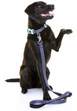 DOOG Ошейник для собак "Pongo"  черный в белую крапинку XS 16 25см (Австралия) COLN3