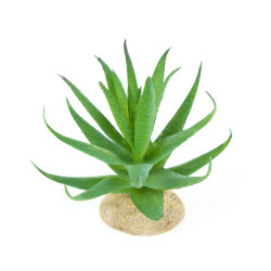 TERRA DELLA Растение для террариума "Алое"  светло зелёное 15x15x12см (Нидерланды) 242/465899/light green