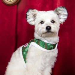 PINKAHOLIC Шлейка жилетка для собак утеплённая "Noelle"  зелёная S (Южная Корея) NAUD HJ7652 GR