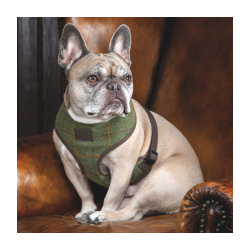 SHIRES Digby & Fox Твидовая шлейка для собак "Шерлок Холмс"  M 48 71см (Великобритания) 6891/R/Y/BCHK/M