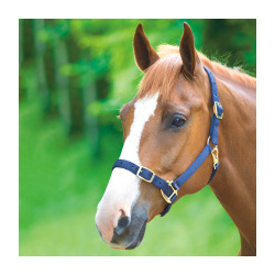 SHIRES Недоуздок для лошади регулируемый  COB синий (Великобритания) 384B/NAVY/COB