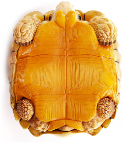 EXOPRIMA Фигурка шпороносной черепахи  светло коричневая (голова в панцыре) фигурки 56328/AH