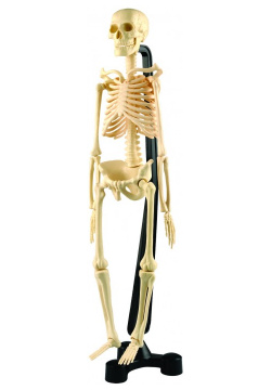 Edu Toys Модель человеческого скелета SK046