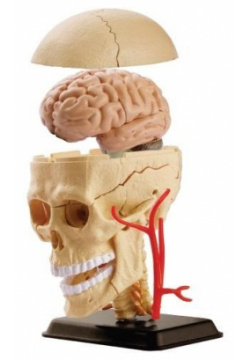 Edu Toys Анатомический набор череп SK010