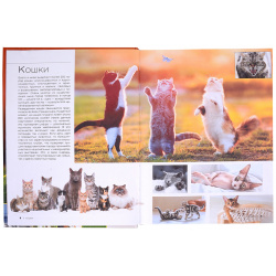 Большая книга о кошках и собаках  1001 фотография АСТ 978 5 17 157631 8