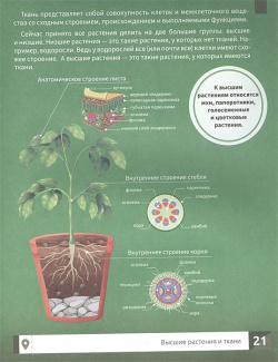 Растения: самая умная энциклопедия Феникс 978 5 222 40466 9