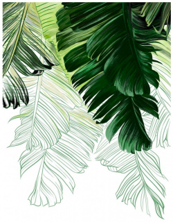Фотообои Dekor Vinil 7464dv Акварельные пальмовые листья на белом фоне