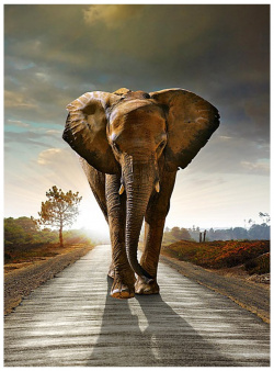 Фотообои Студия фотообоев 1208577 Слон на дороге