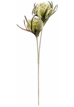 Цветок Вещицы aj 31 хризантема летняя