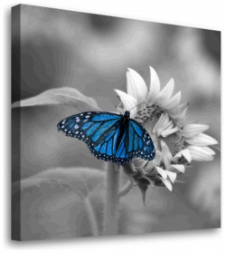 Постер Студия фотообоев 2329054 Синяя бабочка