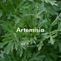 MISSHA Мист спрей Artemisia Calming успокаивающий для чувствительной кожи с экстрактом полыни MHS000027